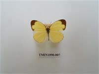 藏品(淡色黃蝶)的圖片